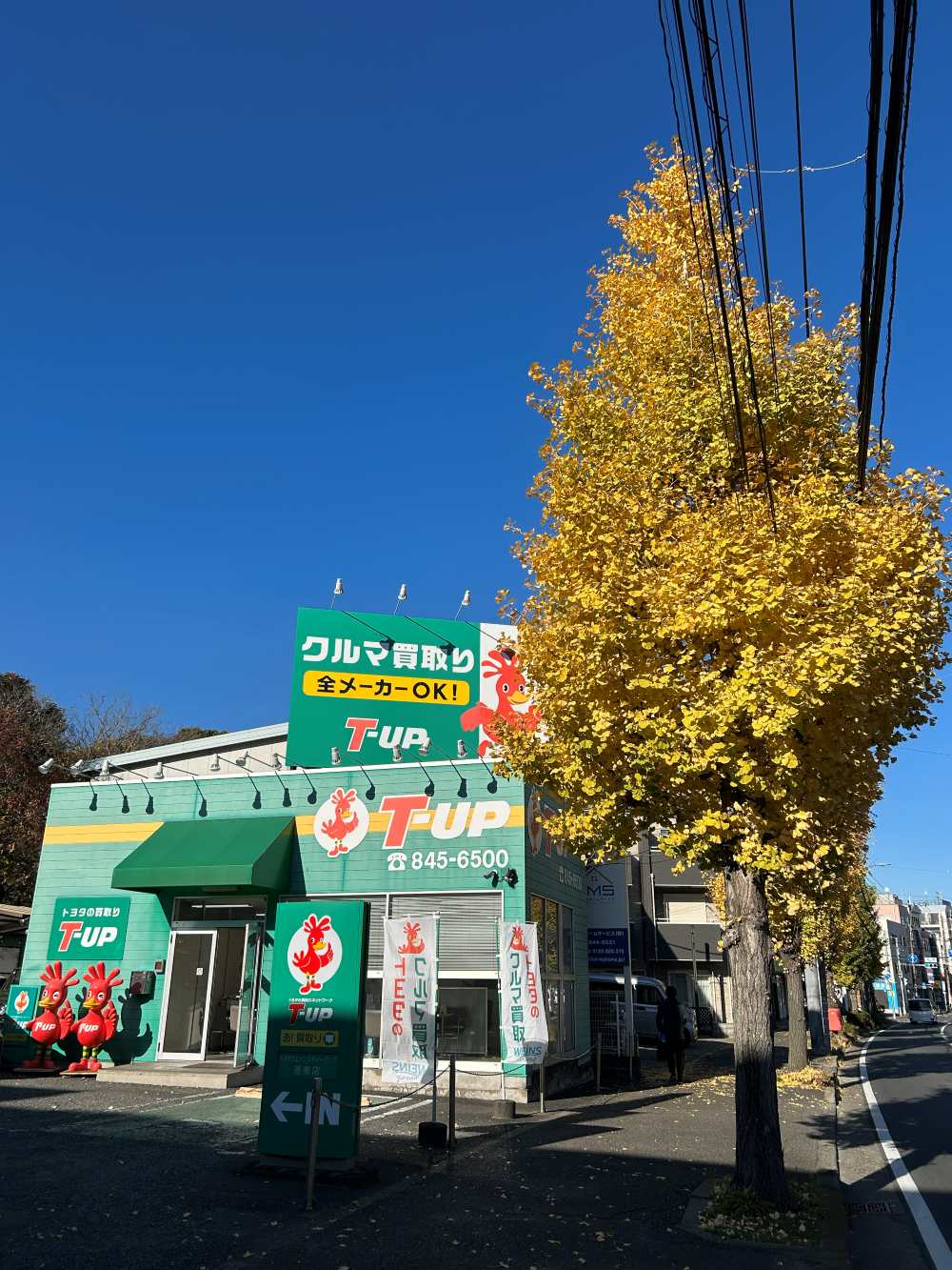 T-UP港南店前にある銀杏の木が見ごろ