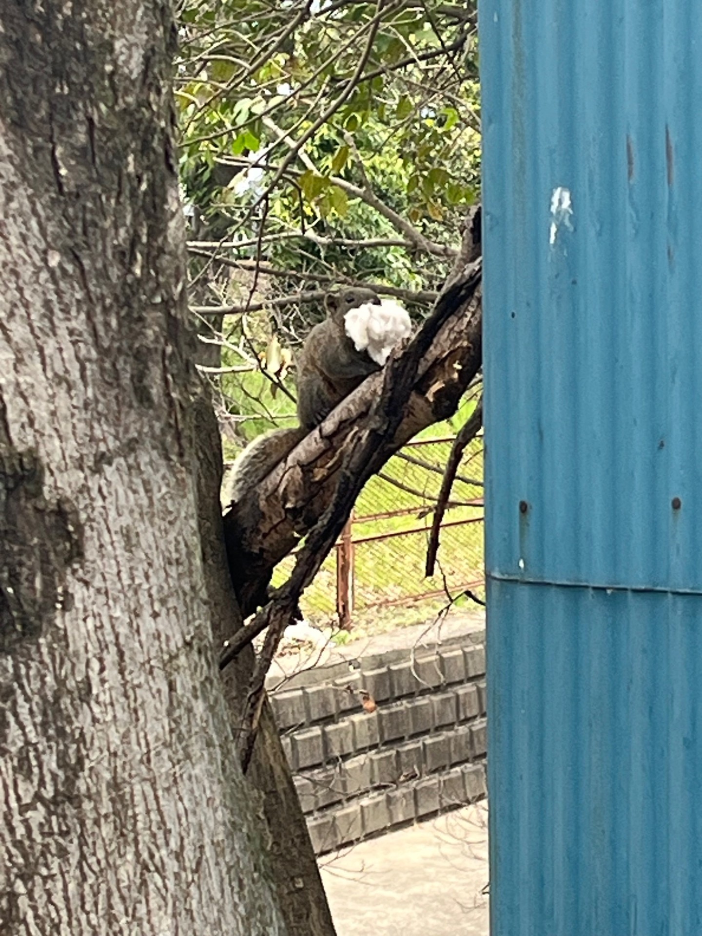 リスに出会った