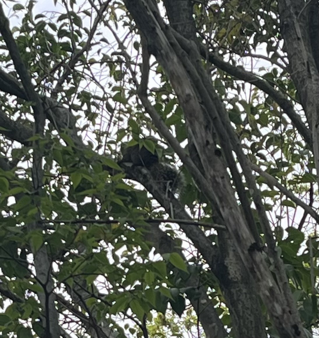 リスに出会った2